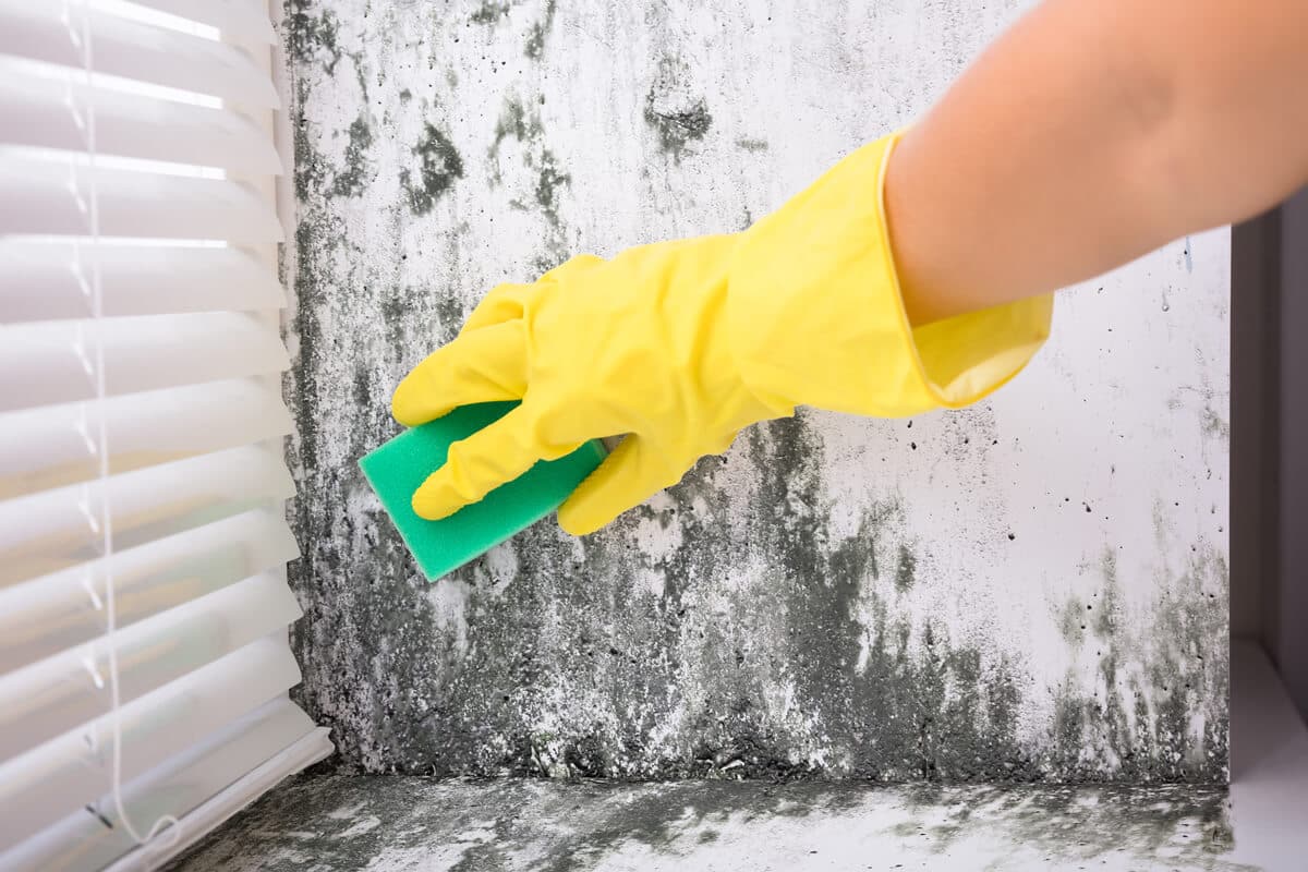 Mold removal